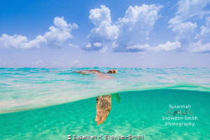 "Deep Breaths" - A green sea turtle breaths at the surfac... by Susannah H. Snowden-Smith 